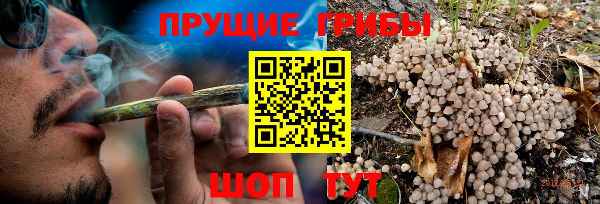 Брянск  Галлюциногенные грибы MAGIC MUSHROOMS  продажа наркотиков  Вход с VPN 